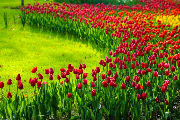 hangzhou park in spring an attraction for flower lovers