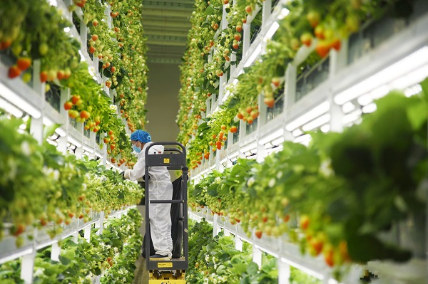 ai-powered plant factory from binjiang goes global