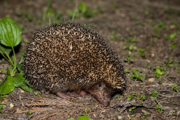 1758025410411060976.jpg 生物圈2.jpg