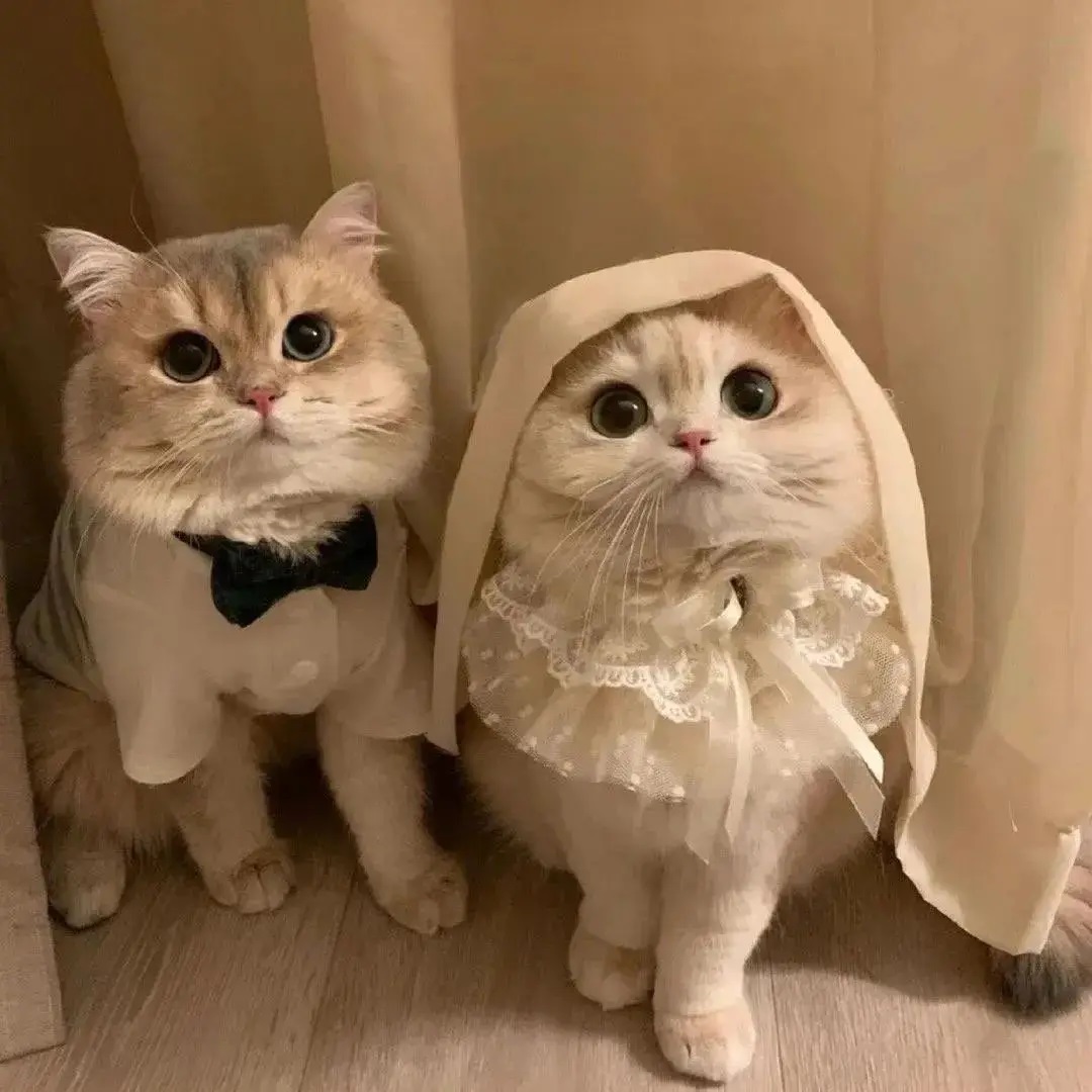 bird migration season begins at hangzhou's qiantang wetland